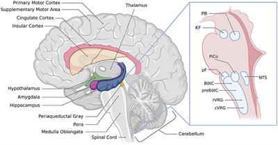 Forebrain control of breathing: Anatomy and potential functions